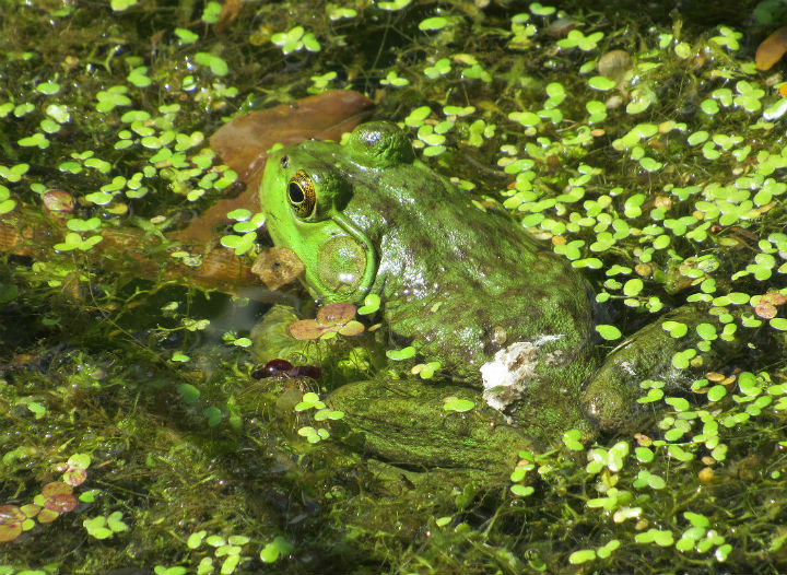 American Bullfrog